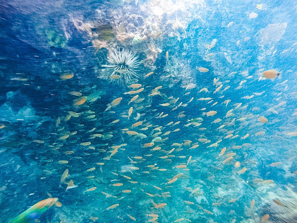 A huge group of fish we saw while snorkeling in Koh Lanta, Thailand