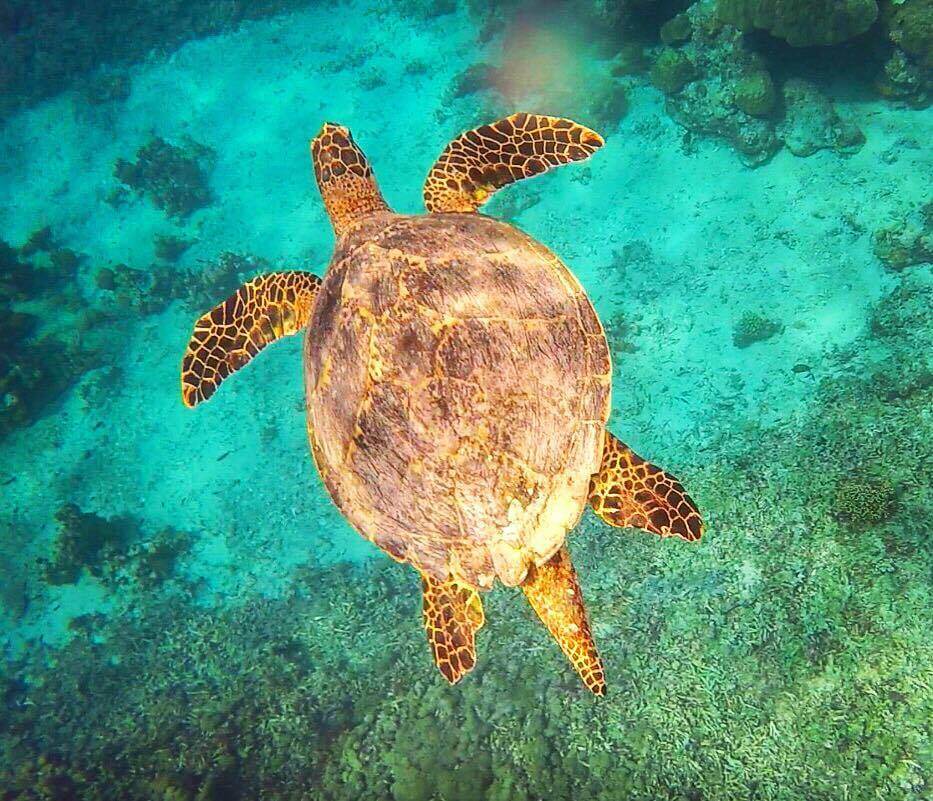 One of the many turtles we saw while snorkelling in Gili T