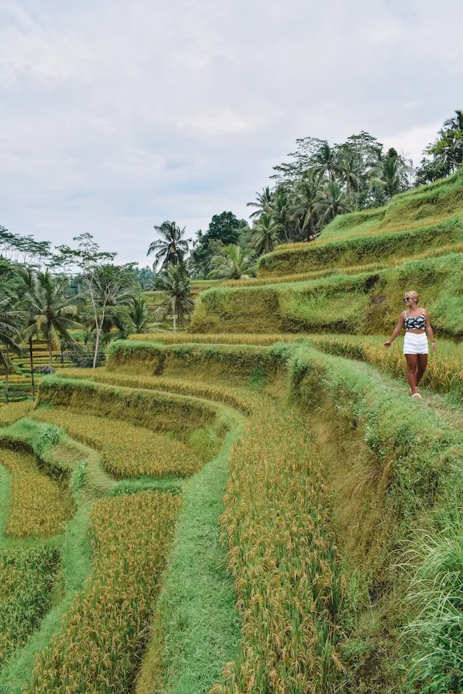 Walking around the rice fields of Tegalalang in Ubud, Bali