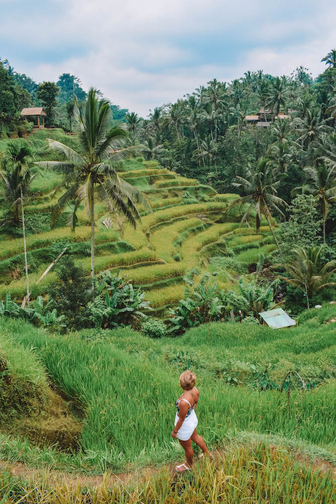 The famous terraced rice fields of Ubud