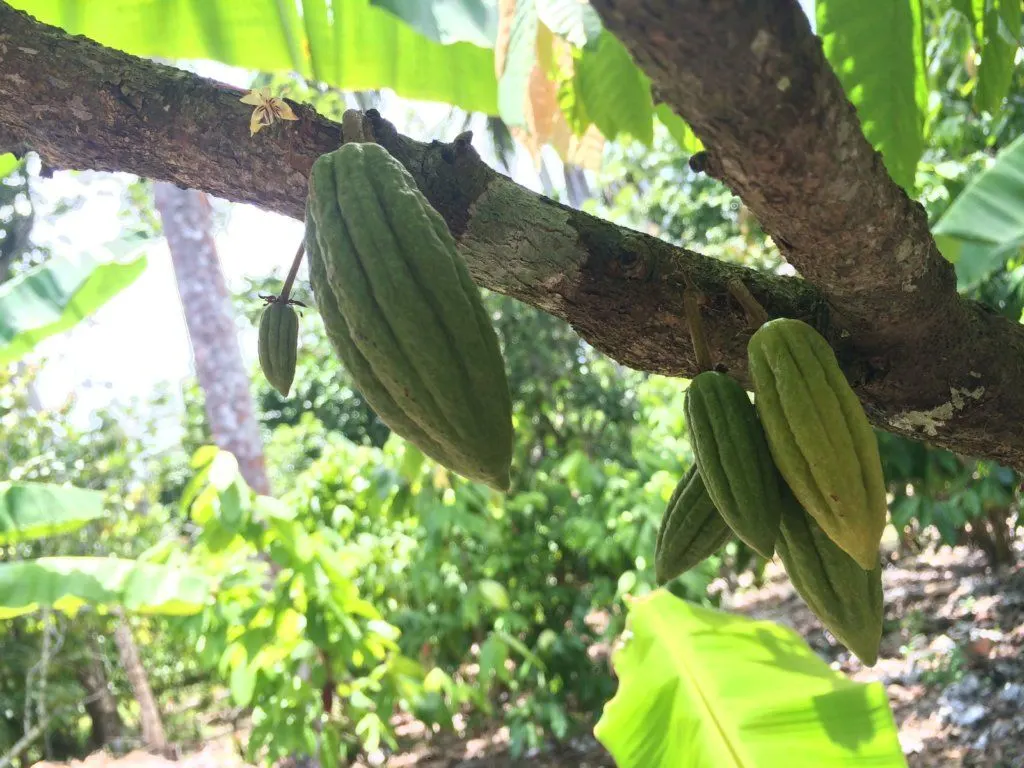 Cuban cacao in Baracoa, photo by Dame Cacao