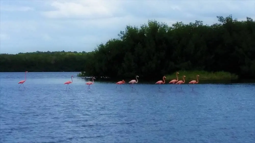 Flamingos in Laguna Guanaroca, photo by Tales of a Backpacker