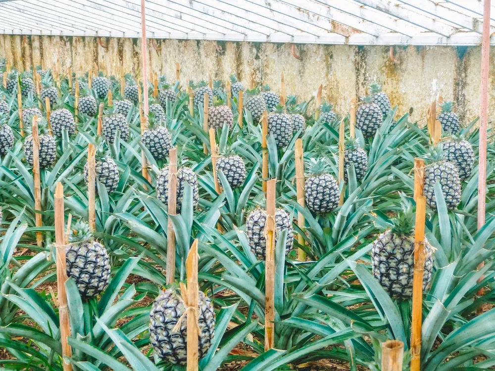 A pineapple plantation in Sao Miguel, photo by Wandering with a Dromomaniac