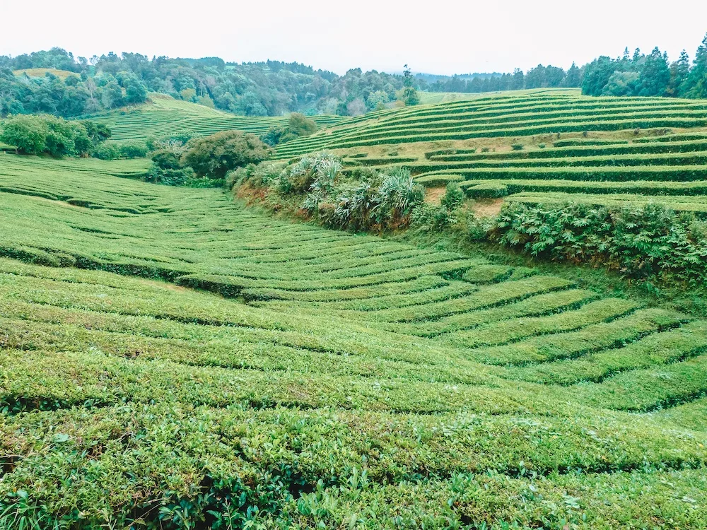 A tea plantation in Sao Miguel, photo by Wandering with a Dromomaniac