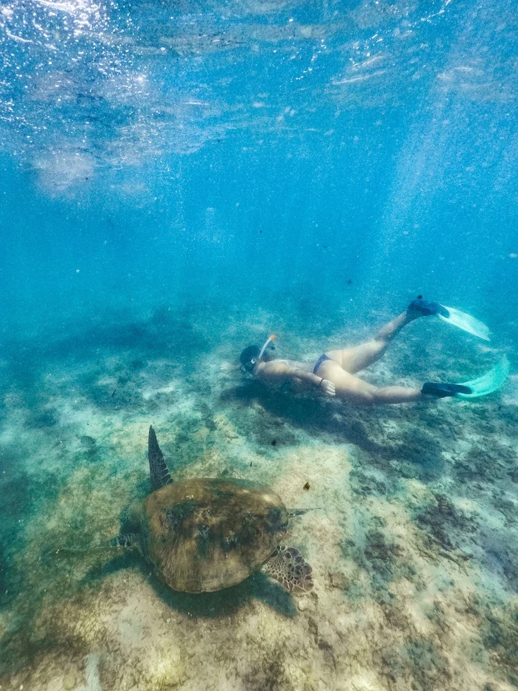 Snorkelling with turtles in Mirissa is a must-do activity when you spend 2 weeks in Sri Lanka