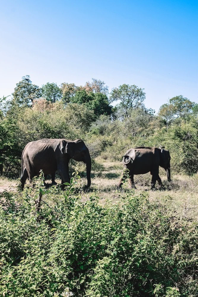 Elephant safari in Udawalawe National Park, a must visit in any Sri Lanka 2 week itinerary