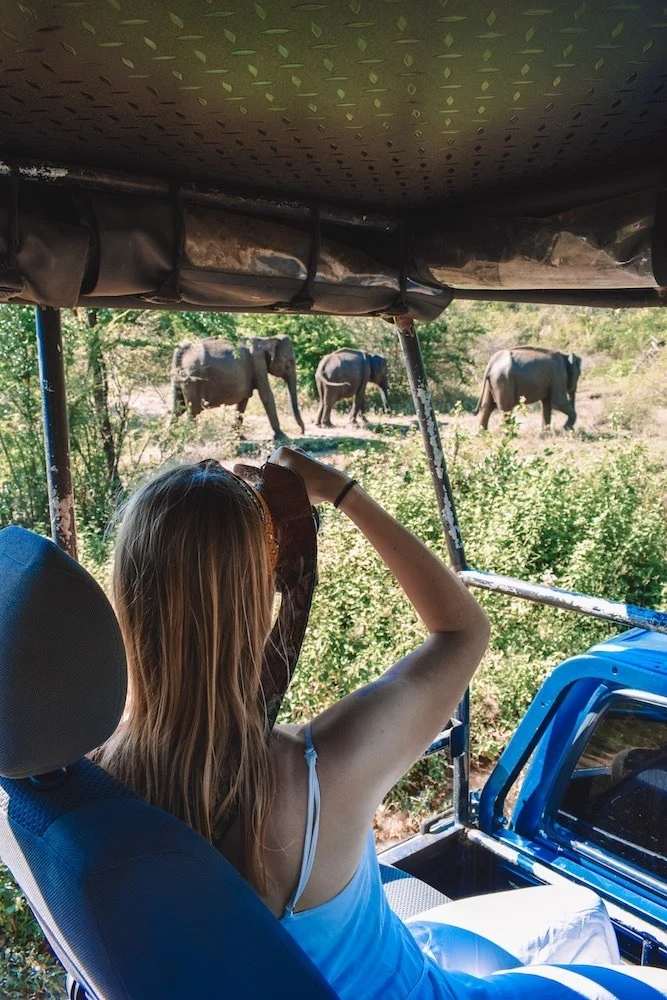 Elephant safari in Udawalawe National Park, Sri Lanka