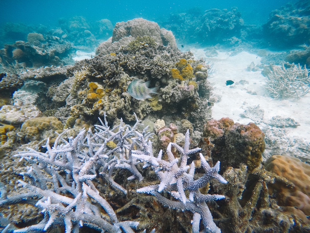 Snorkelling at the Siete Pecados Marine Park during the Coron ultimate tour