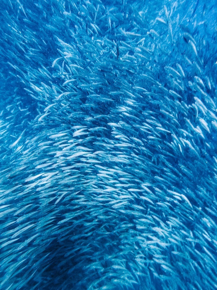 A shoal of sardines in Moalboal, Cebu Island, Philippines