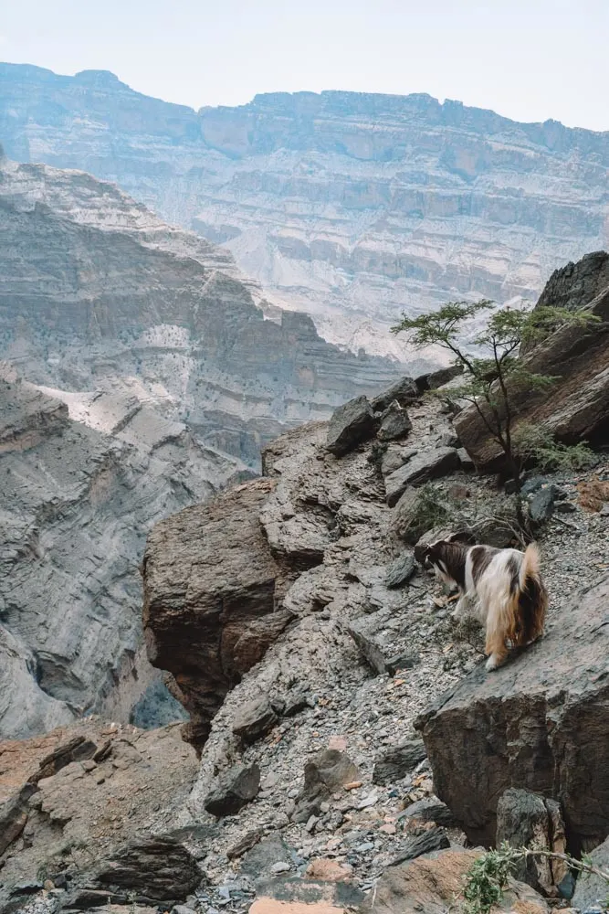 Goats standing along the rim of the Wadi Ghul
