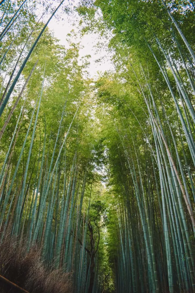 Arashiyama bamboo grove in Kyoto