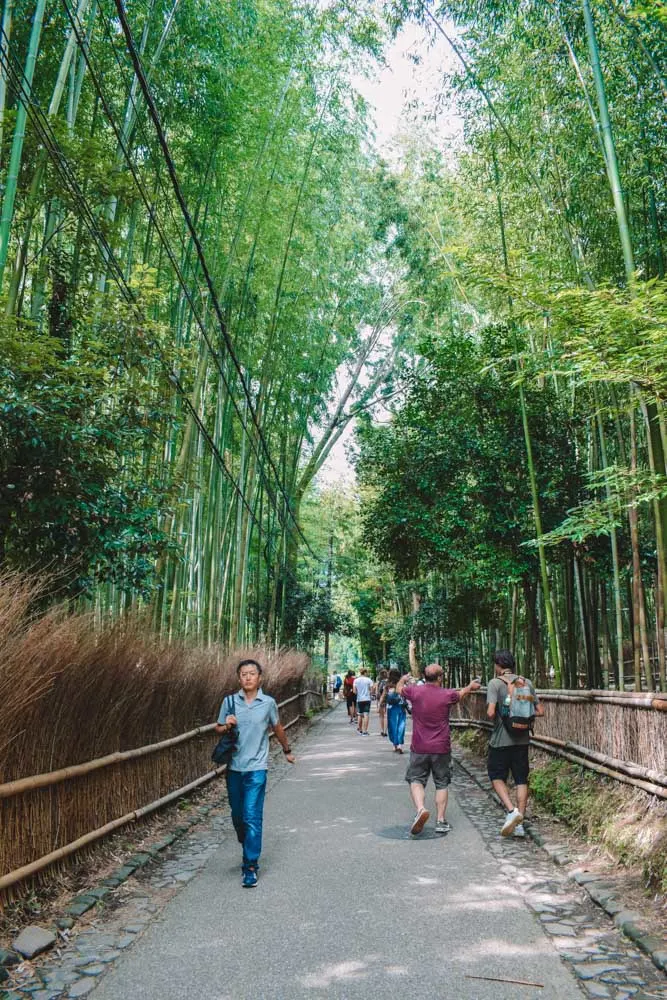 Arashiyama bamboo grove in Kyoto