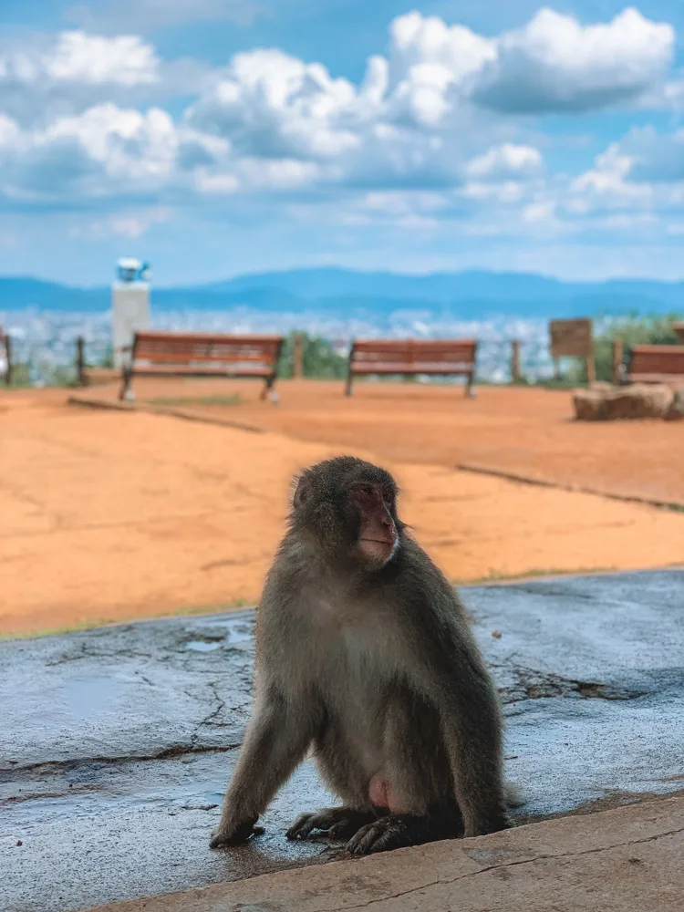 A monkey in the Arashiyama Monkey Park in Kyoto