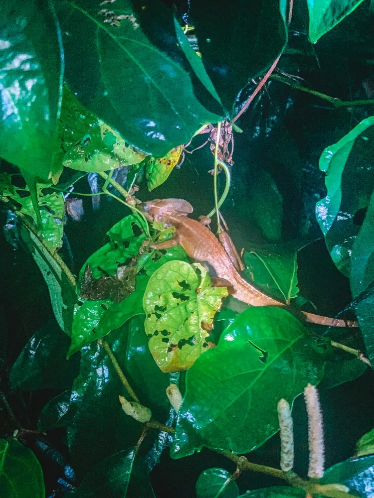 A chameleon that we saw during our night walking tour in Tortuguero National Park