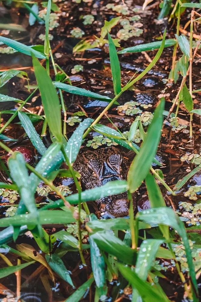 A small crocodile we spotted during our rainforest canoe tour