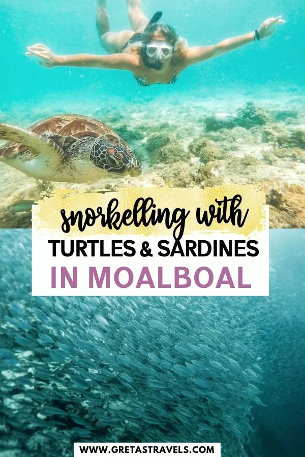 Collage of a girl snorkelling with a turtle and a shoal of sardines with text overlay saying "snorkelling with turtles & sardines in Moalboal"