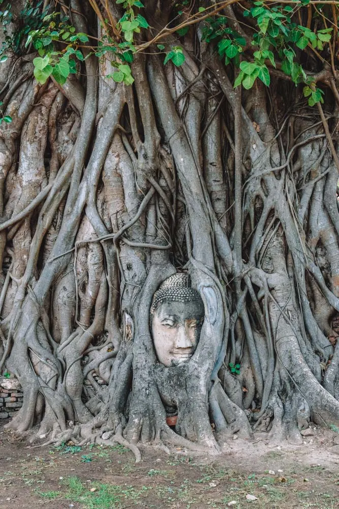 The famous Buddha in the banyan tree roots of Wat Mahathat