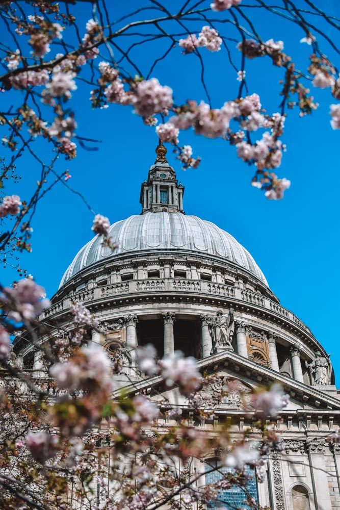 St Paul's Cathedral and cherry blossoms in London