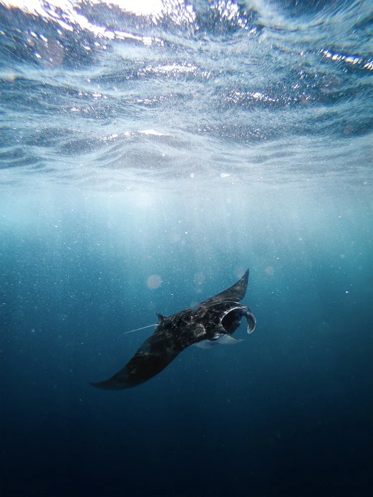 Snorkelling with manta rays - Photo by Brad Flowerdew on Scopio