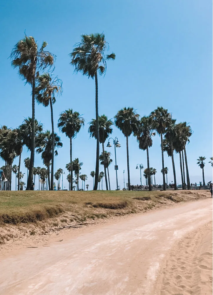 Iconic LA palm trees