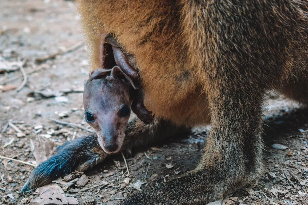 A baby kangaroo poking out of his mum's pouch that we saw during our Daintree Rainforest tour