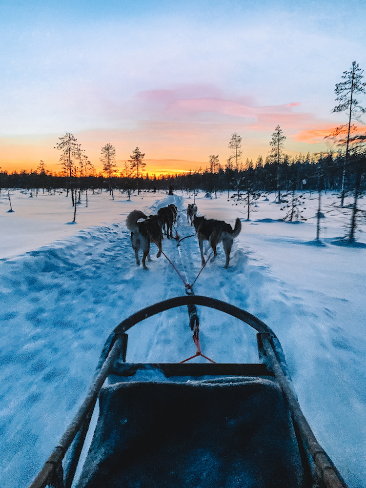 Doing a husky dog sled tour in Yllas, Lapland