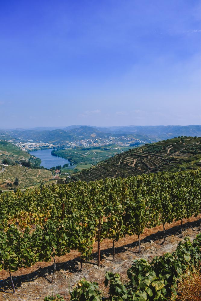 The green vineyards of the Duoro Valley in Portugal