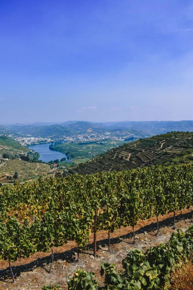 The green vineyards of the Duoro Valley in Portugal