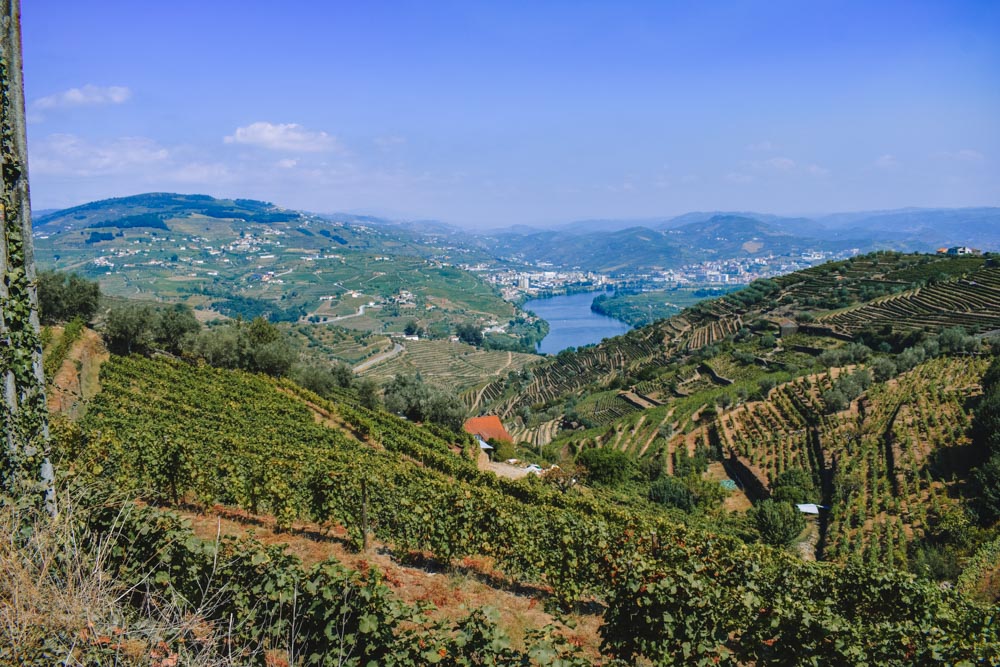 The green rolling hills and vineyards of the Duoro Valley in Portugal