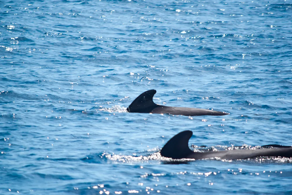 A pair of pilot whales we spotted on our Tenerife whale and dolphin watching tour