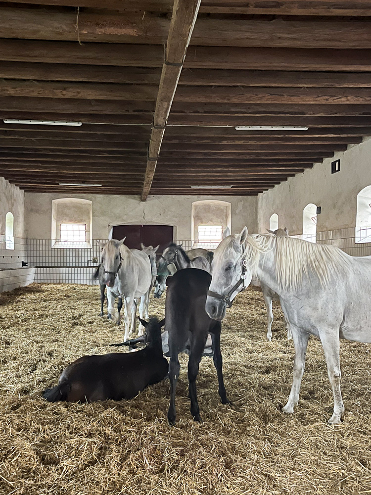 The beautiful Lipizzaner horses of Stud Farm Piber
