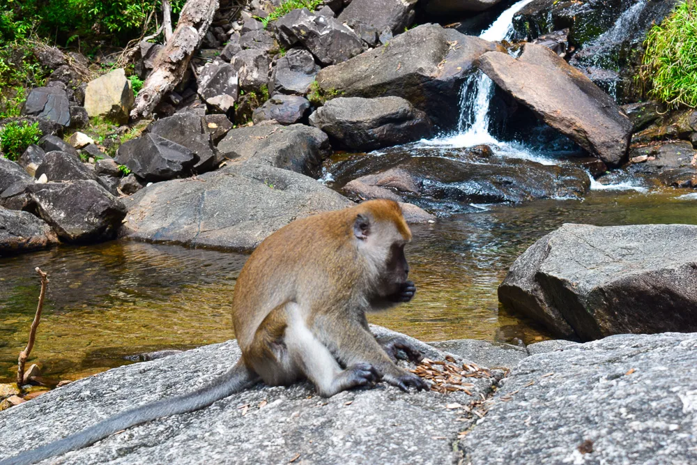 A monkey chilling by the pools of Seven Wells Waterfall in Langkawi