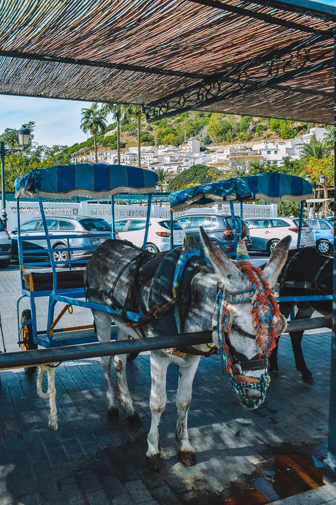 Donkeys in Mijas