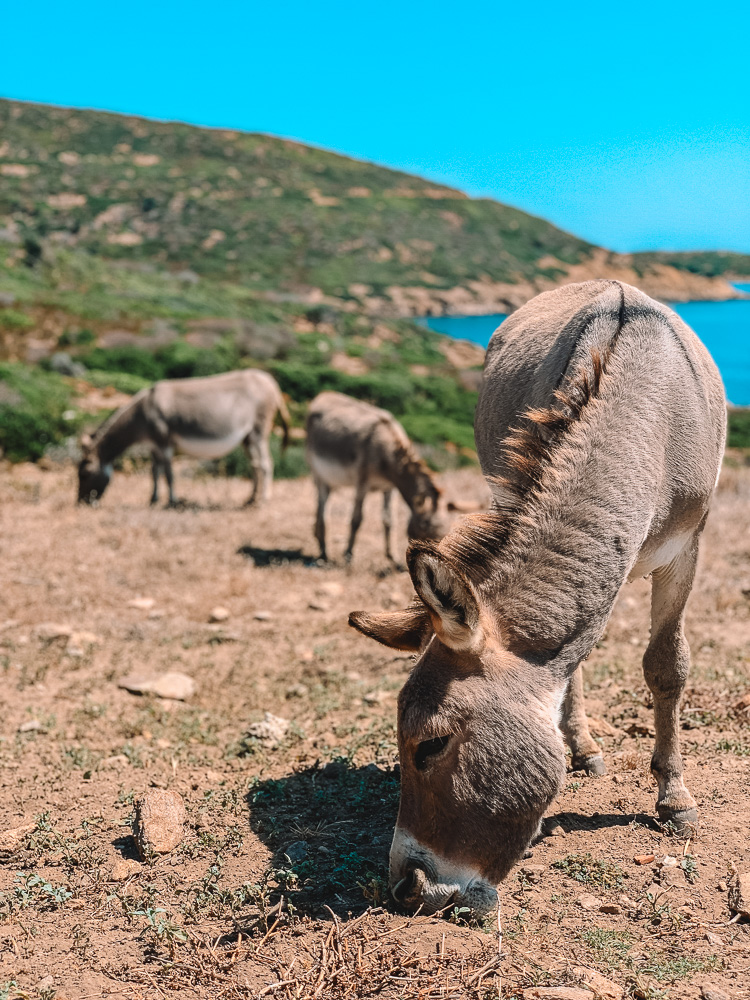 More donkeys on Asinara Island in Italy