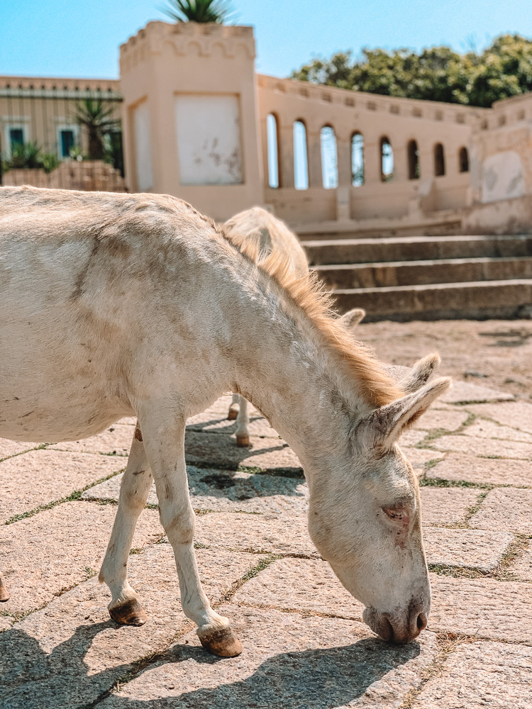 The famous white donkeys of La Asinara Italy