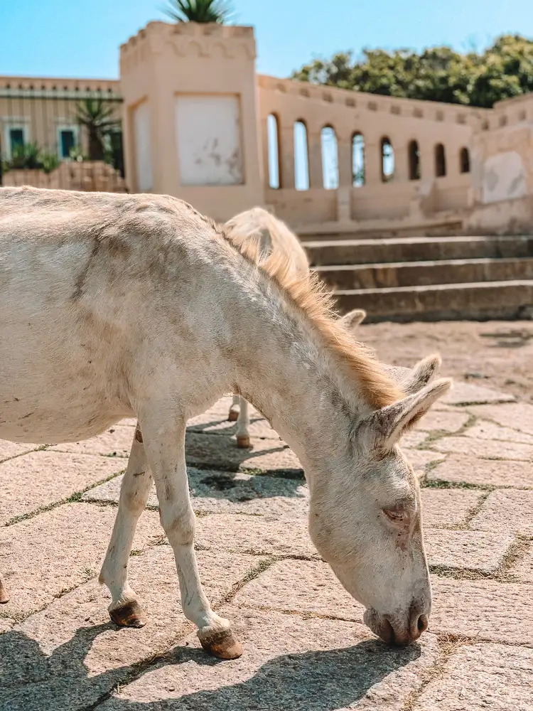The famous white donkeys of La Asinara Italy