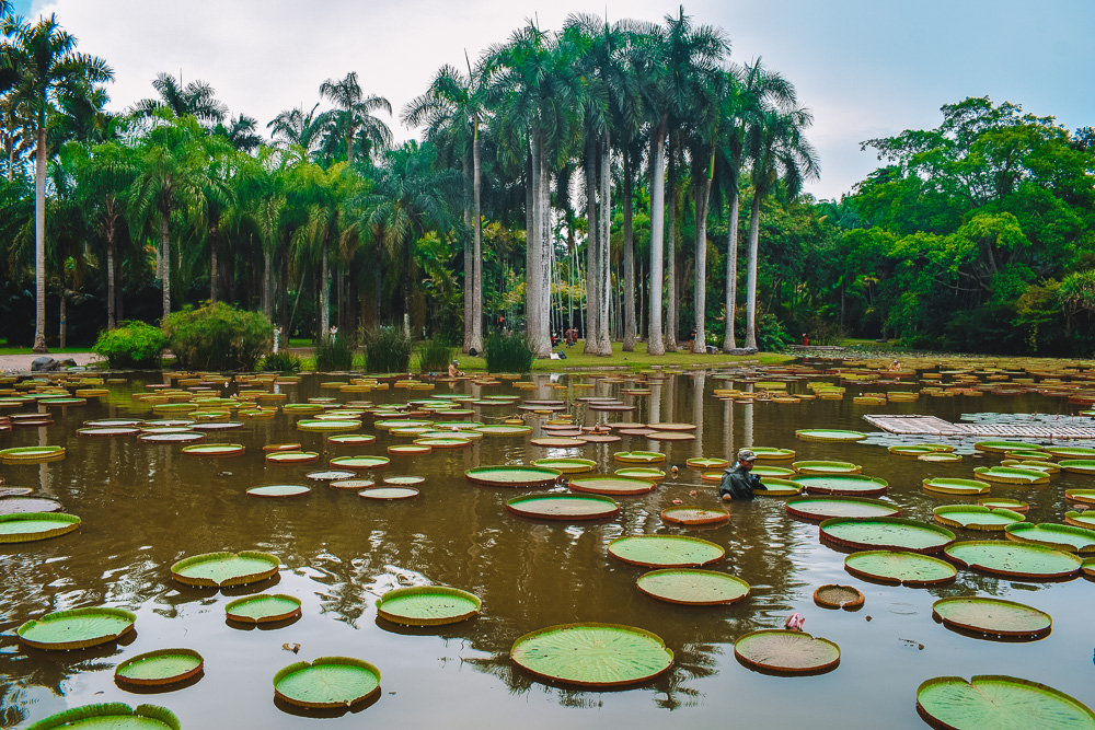 The beautiful lily pond at Xishuangbanna Tropical Botanical Garden in Yunnan, China