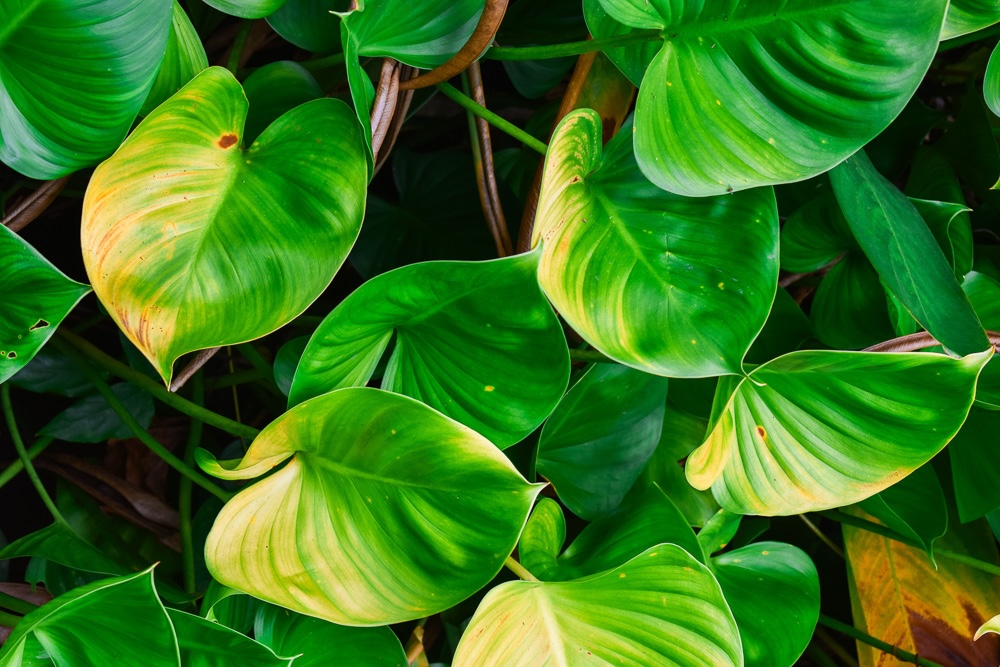 Close up of some of the plants at Xishuangbanna Tropical Botanical Garden in Yunnan, China