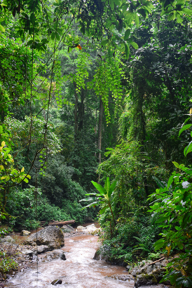 Rainforest views at Mengyuan Wonderland in China