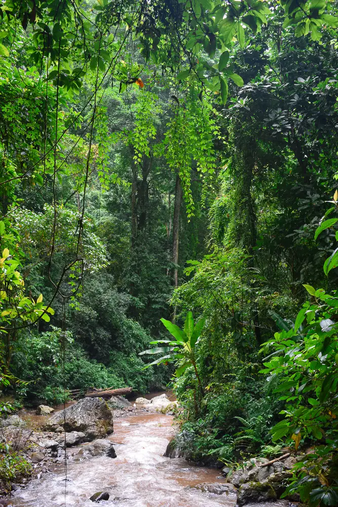 Rainforest views at Mengyuan Wonderland in China