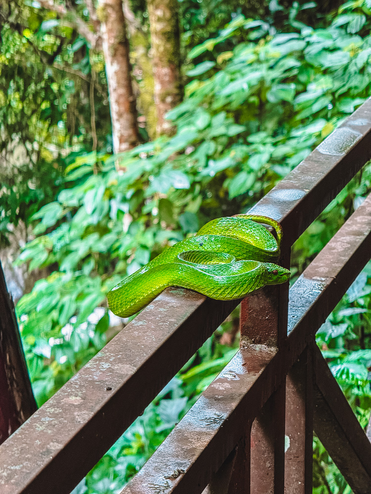 A snake we met during our walk at Mengyuan Wonderland in Xishuangbanna in China