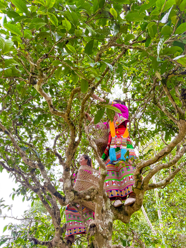 Local girls picking tea leaves from the trees at Hekai Ancient Tea Plantation in China