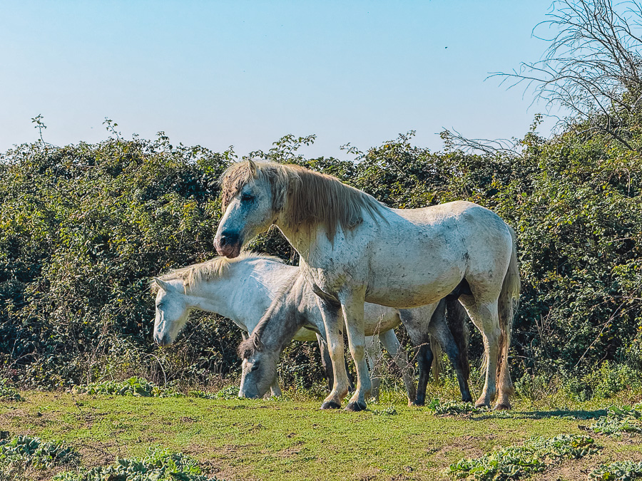 Wild horses that we spotted during our cycling tour in Boscoforte, close to Ravenna in Italy