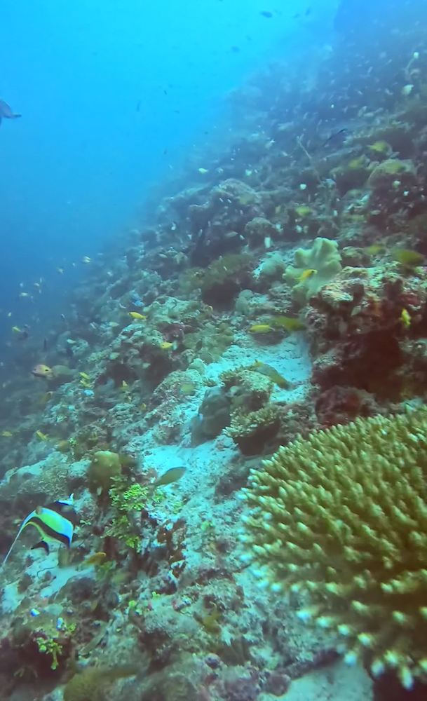 Scuba diving on the reef at Dhigurah Island in the Maldives