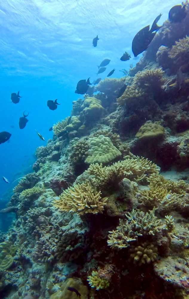 The beautiful house reef at Nova Maldives